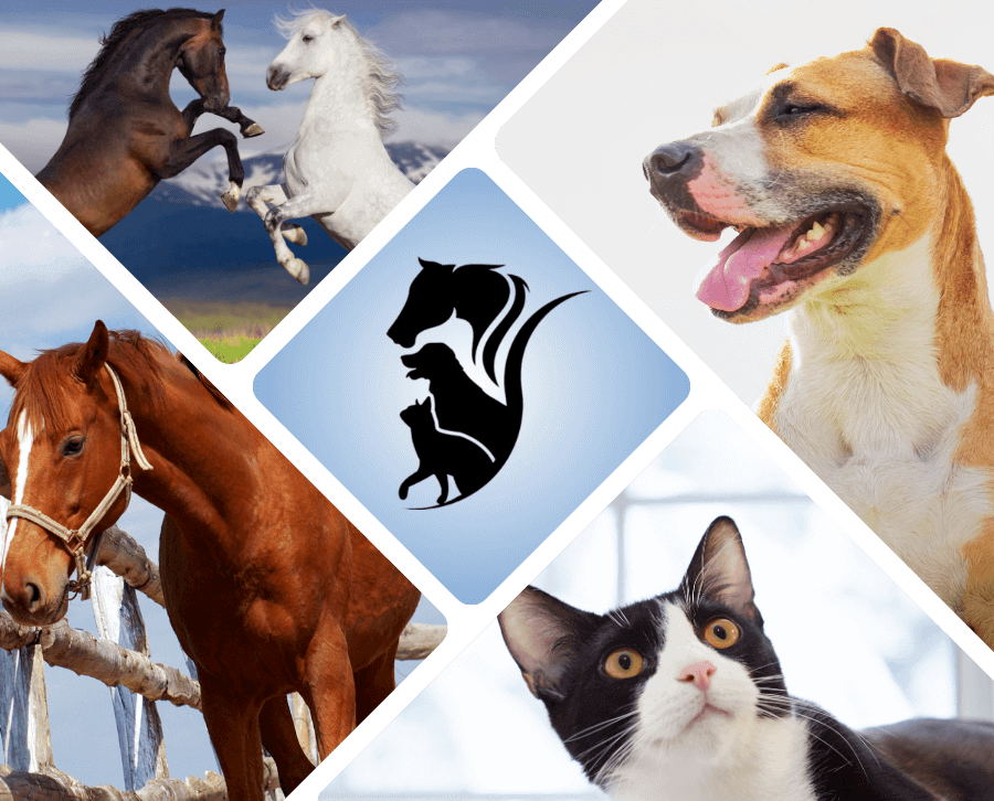 horses, dog and cat collage