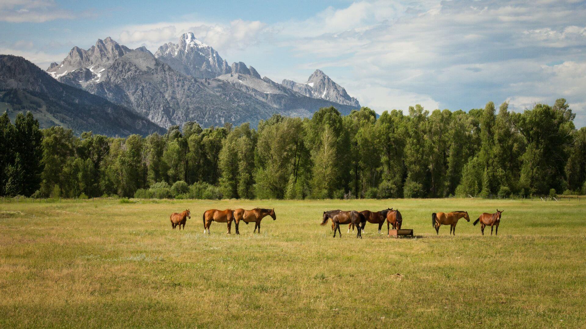 Best Veterinary Hospital In Bozeman, MT Valley View Vet