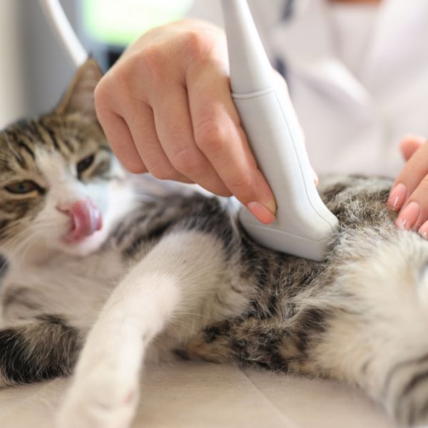 A Cat Having Ultrasound Scan