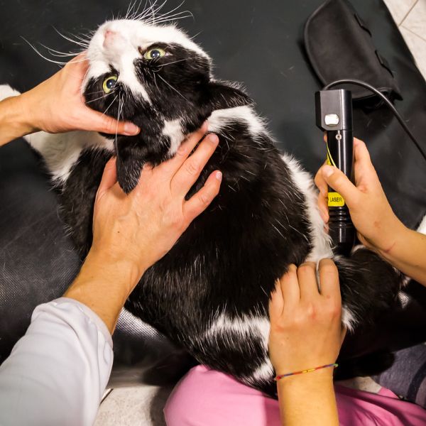 A cat having laser therapy