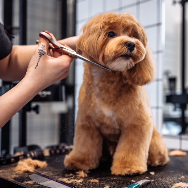 A dog having haircut at grooming salon