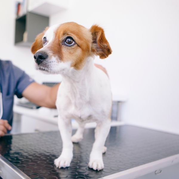 A dog standing on a table at vet clinic