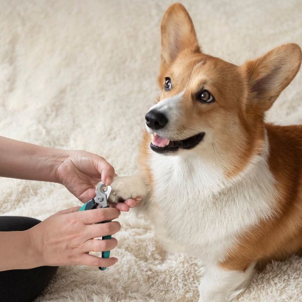 A person trims the nails of a dog