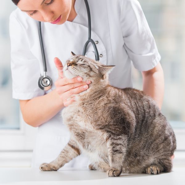 A vet examining a cat