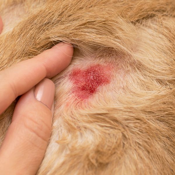 An open dermatologic wound in the dog