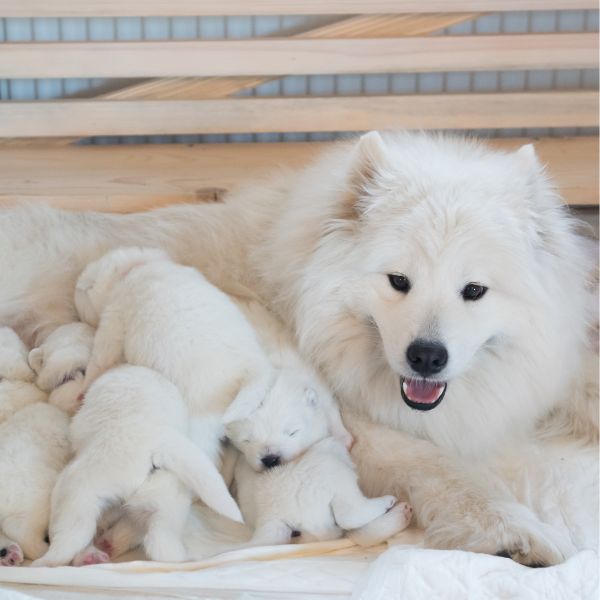 Mother dog nursing her babies