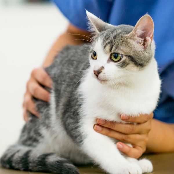 Cat sitting on a vet's table in clinic