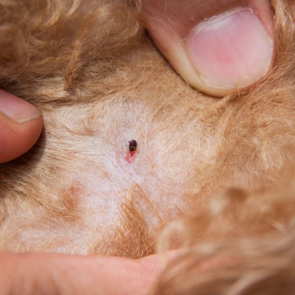 Fleas infected on dog fur skin