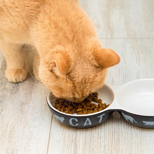 Ginger cat eats dry food from a bowl