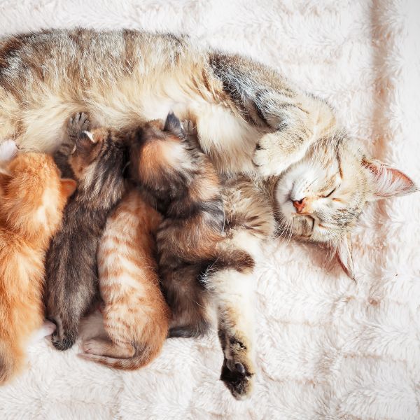 Mother cat nursing baby kittens