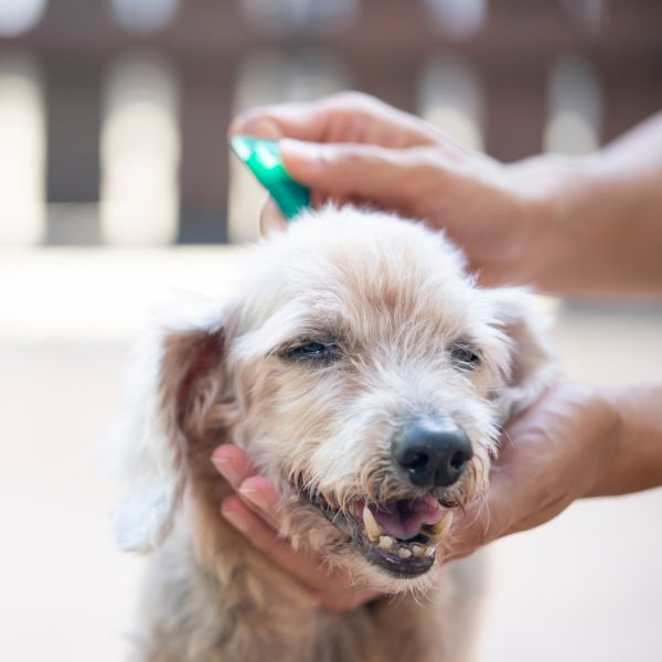 Person dripping drops to dog to protect from parasites