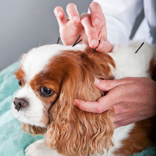 Dog having acupuncture treatment from a vet