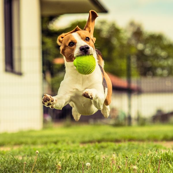 Dog capturing a ball mid-air with its mouth