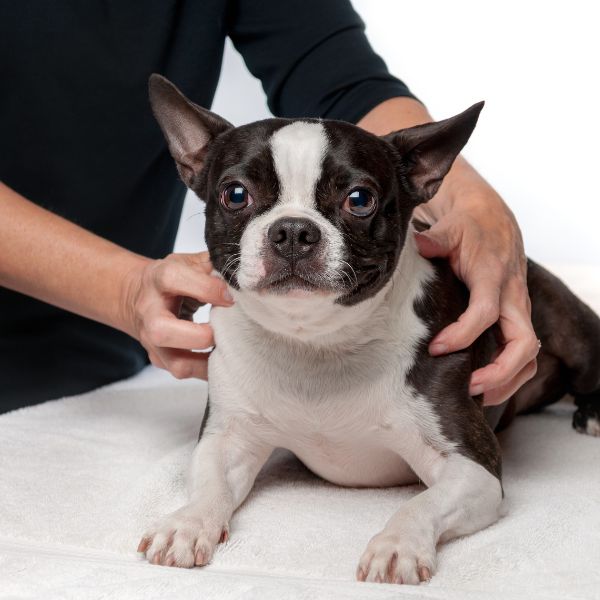 A person itching a dog