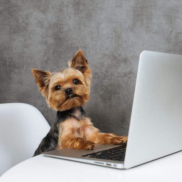 Dog sitting in front of a laptop