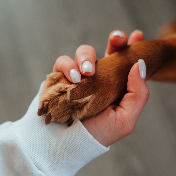 Person holding a dog's paw