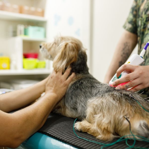 A dog having laser therapy