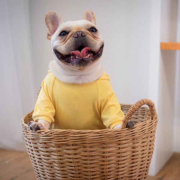 Dog in a yellow shirt sitting in a basket