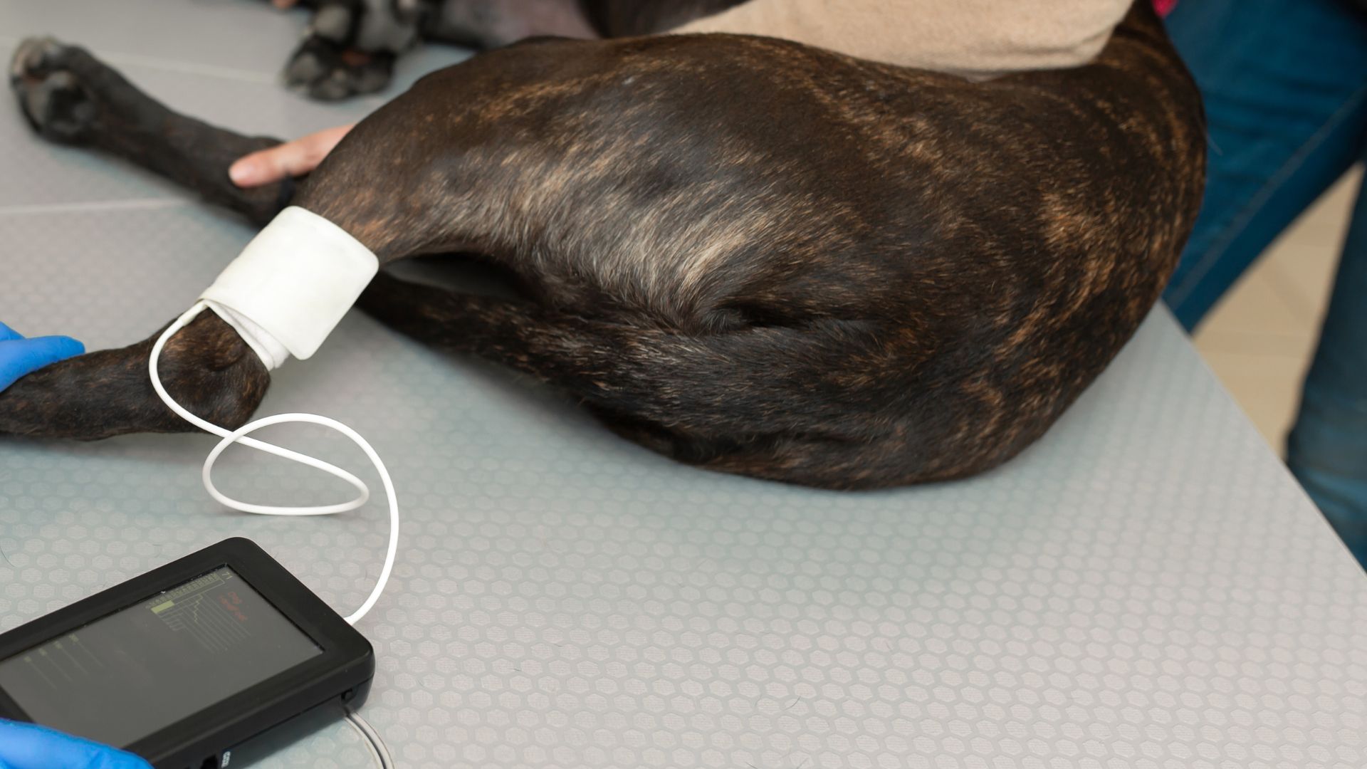 Pet Cardiology In Bozeman, MT | Valley View Veterinary Hospital