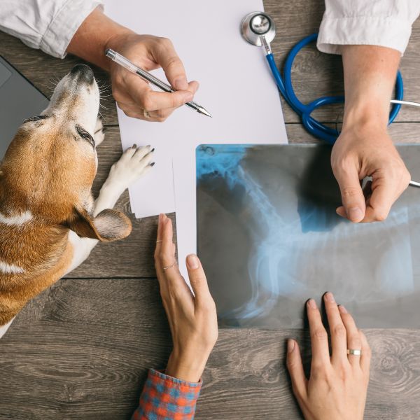 Vet discussing dog's X-ray with owner