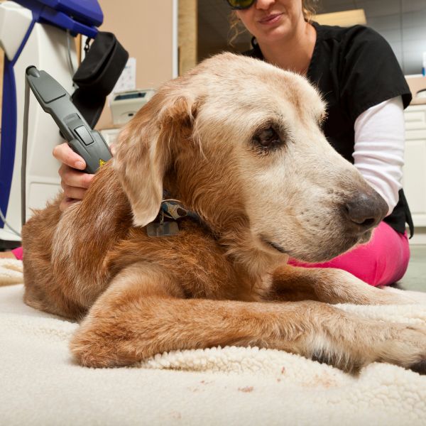 Veterinarian applying laser therapy to dog