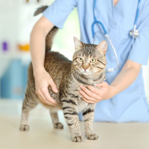 Veterinarian checking cat at the clinic