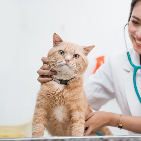 Veterinarian examining a cat