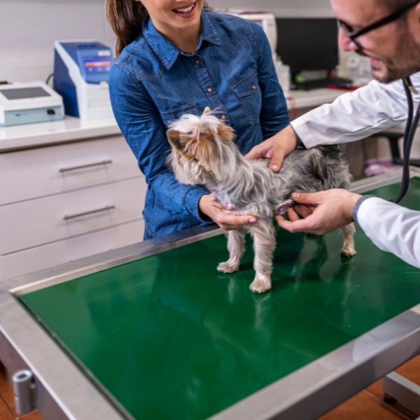 Veterinarian examining a dog