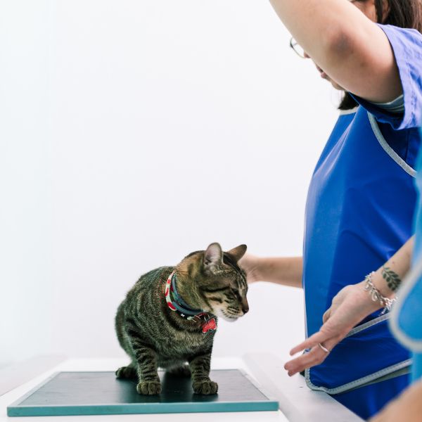 Vets with a cat in the x-ray room