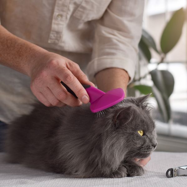 Woman brushing a fluffy longhair cat