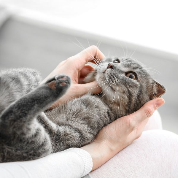 Woman cuddling a cat