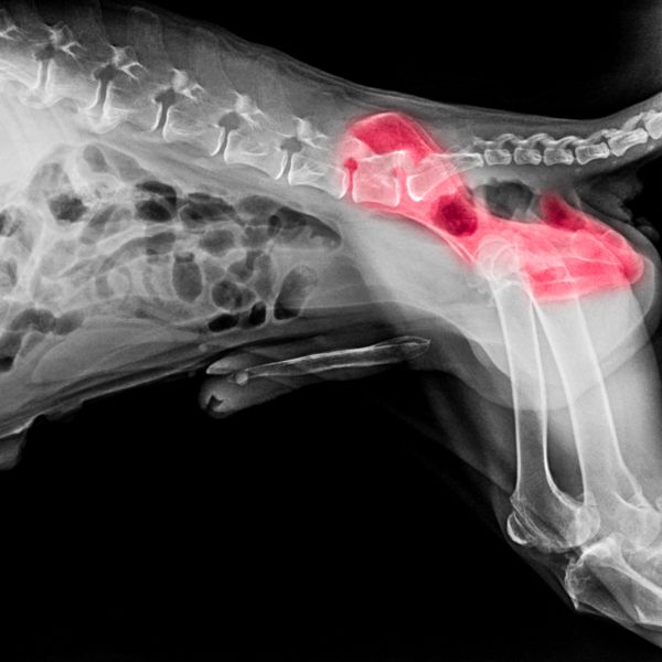 X-ray of dog having hip dysplasia