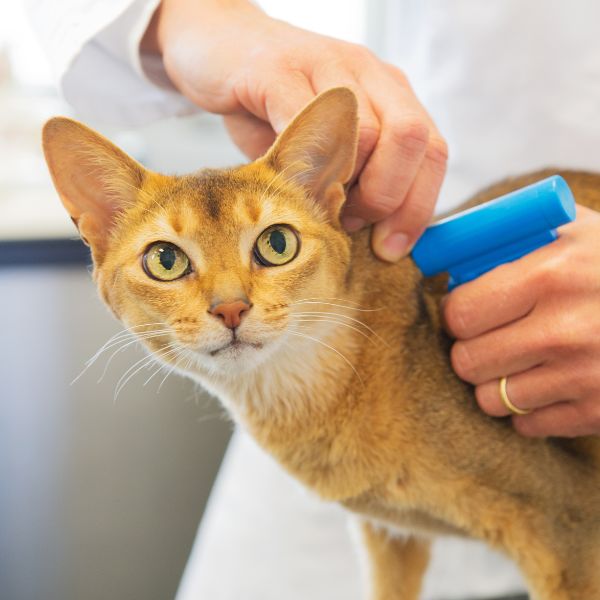 Veterinarian implanting microchip to a cat