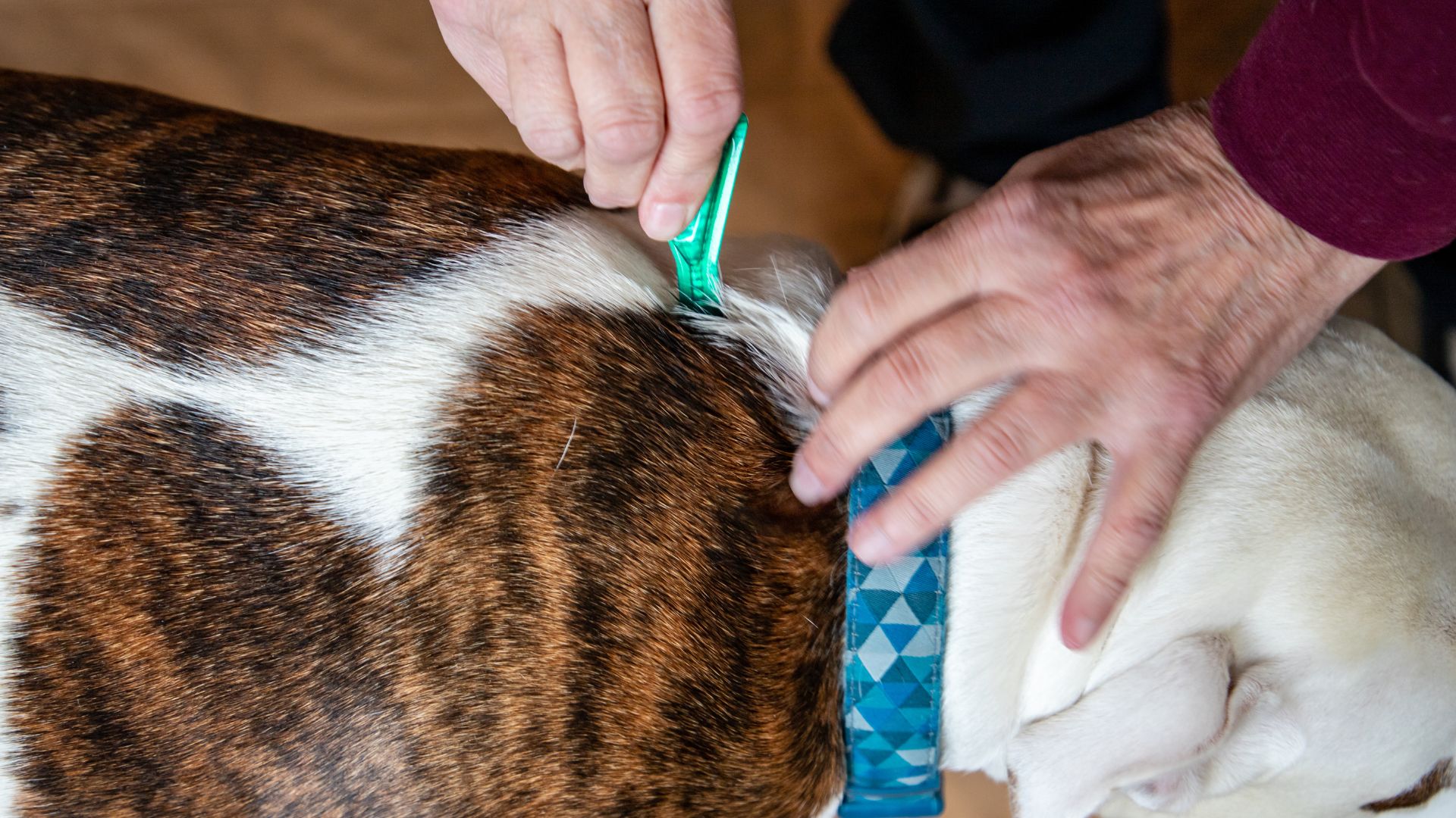 Stunning Small Dogs Flea Infestations Seniors image
