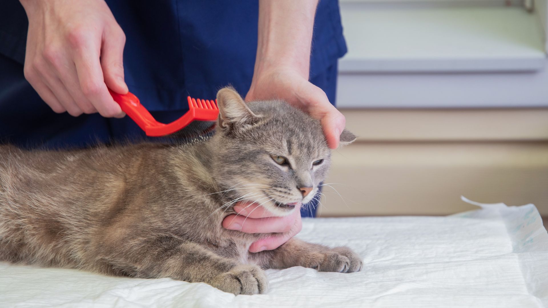 Picture of Pet Tick Prevention In Bozeman, MT | Valley View Veterinary Hospital