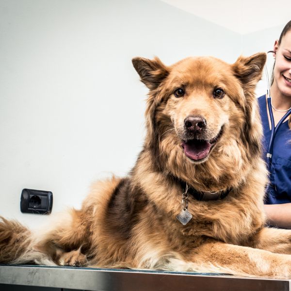 Vet examining a dog lying on the table